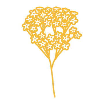 illustration of flowers