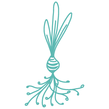 illustration of a raddish